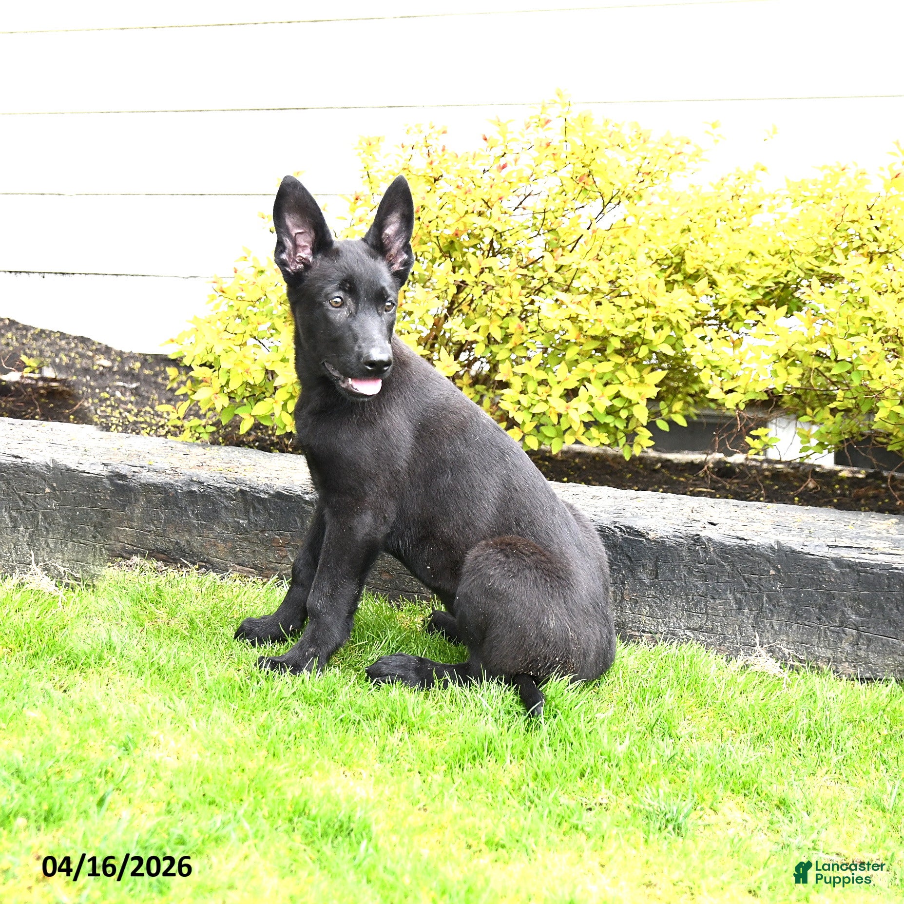 Mixed Breed dogs Taffy - Ad 2