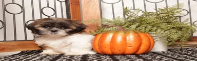 Willow - Playful Female Shih Tzu 
