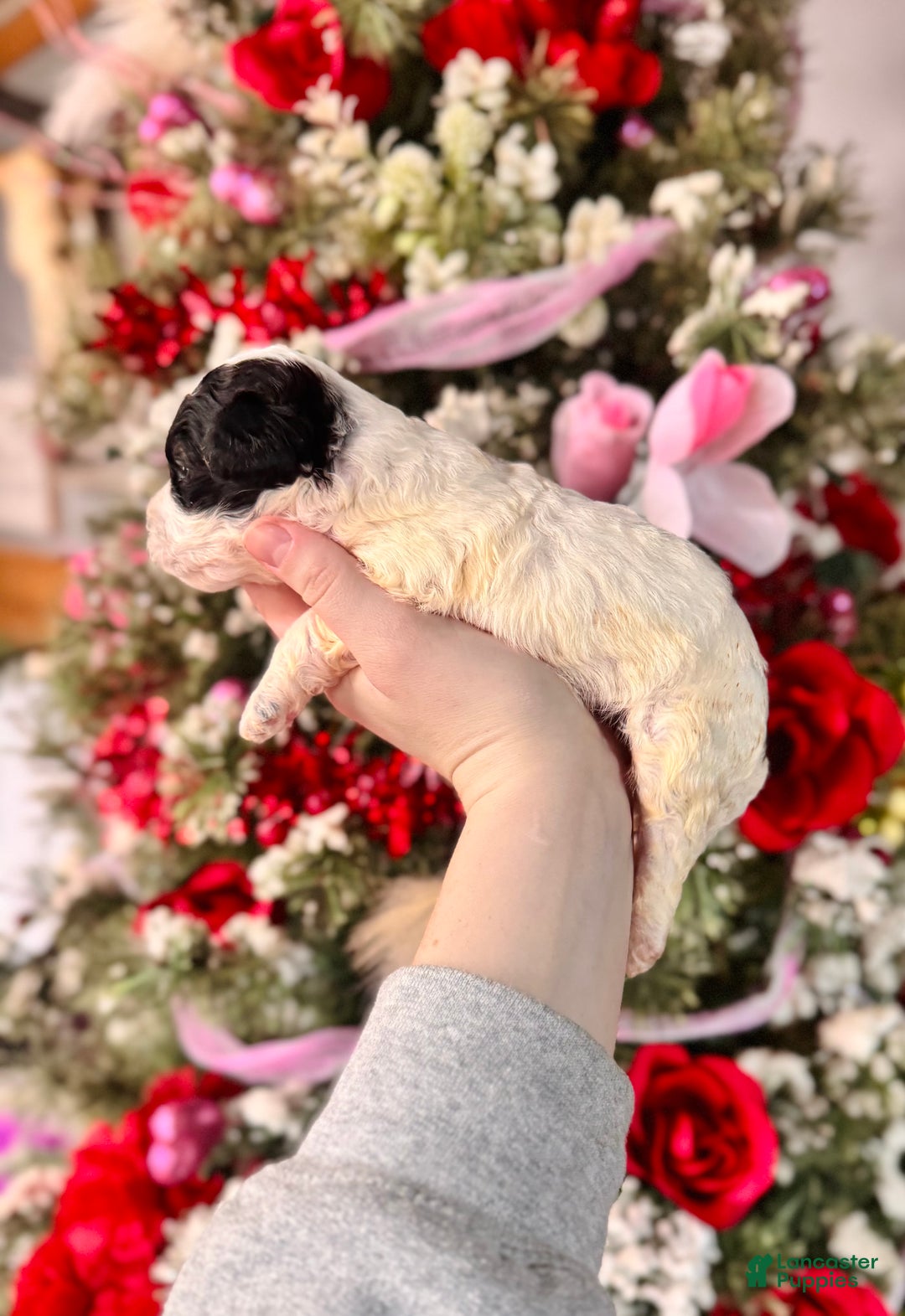 Cockapoo dogs for sale: Cockapoo Puppy 2 - Ad 3