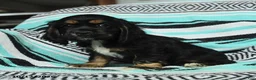 Cocker Spaniel dogs for sale: Crouton - Ad 2