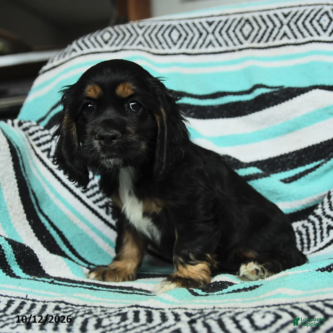 Cocker Spaniel dogs for sale: Crouton - Ad 2