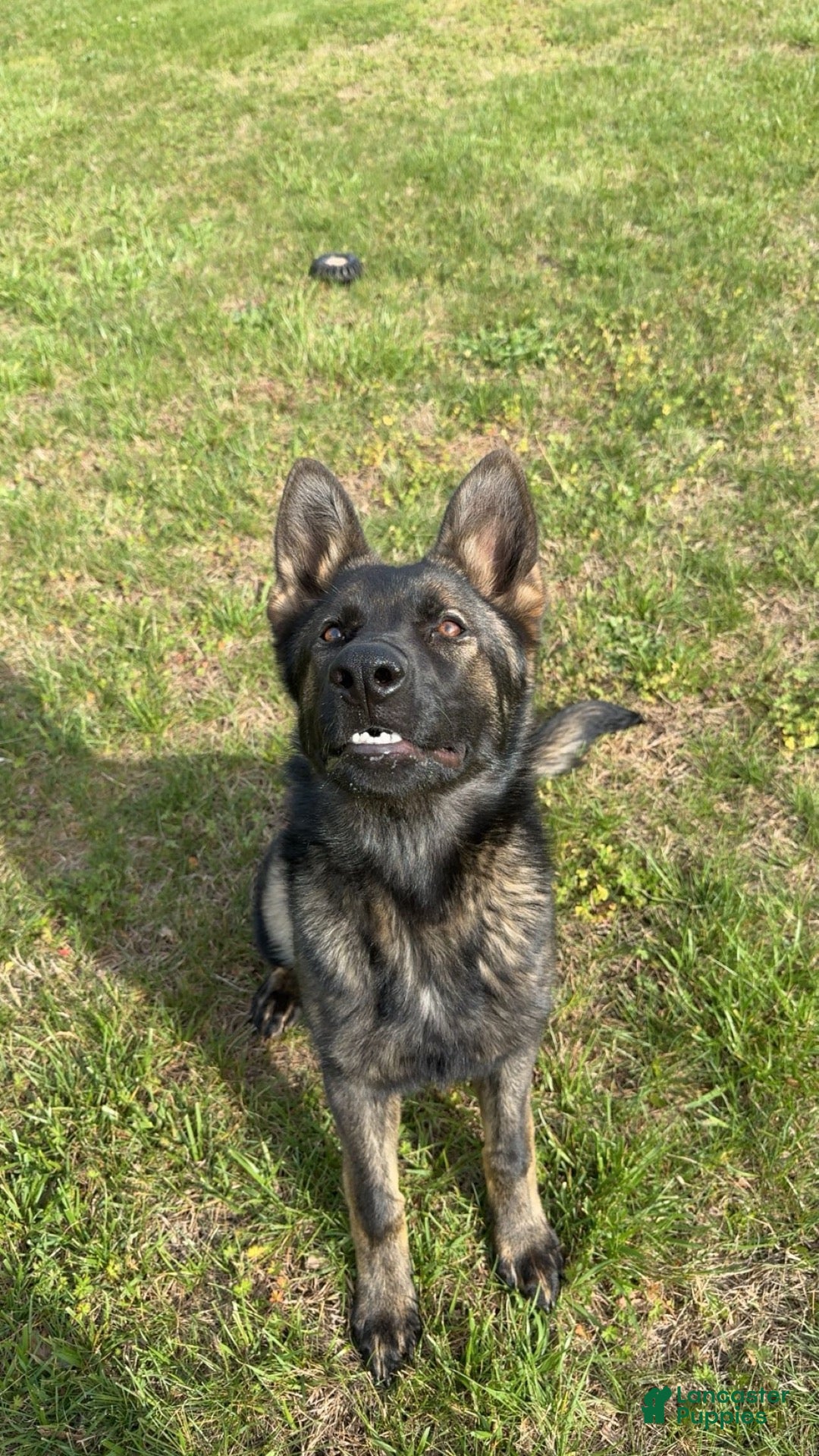 German Shepherd dogs Koda - Ad 1