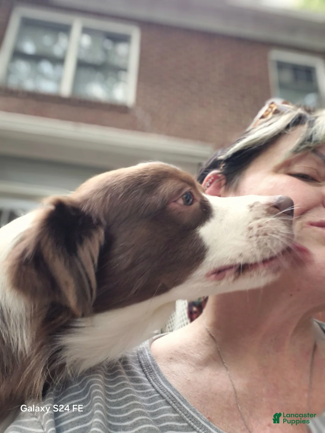Australian Shepherd dogs for sale: Ocean - Ad 3