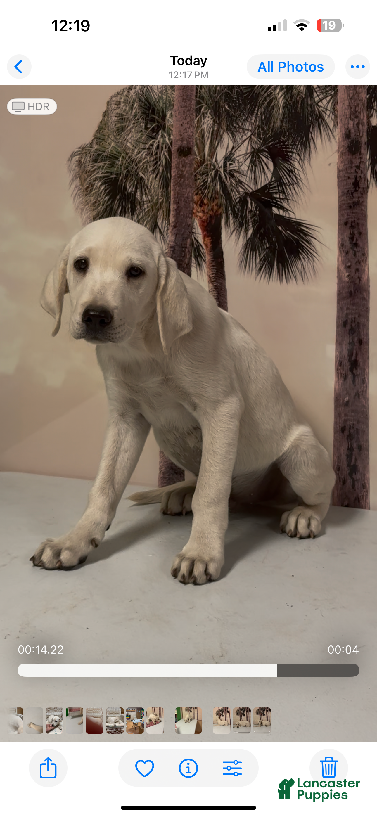 Labrador Retriever dogs for sale: Labrador Retriever Jackie - Ad 47