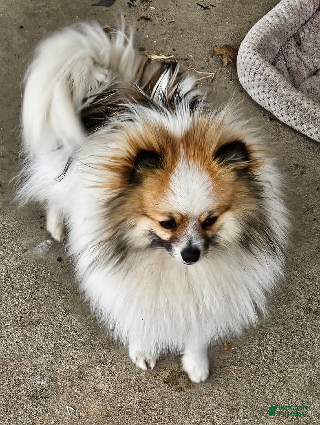 Pomeranian dogs for sale: Cameron - Ad 4