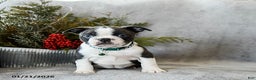 Boston Terrier dogs for sale: Pepper - Ad 2