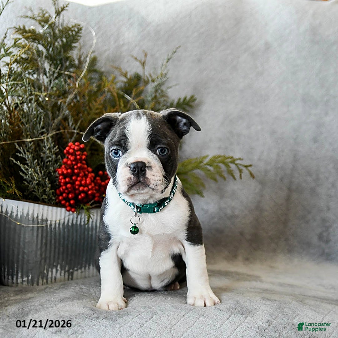 Boston Terrier dogs for sale: Pepper - Ad 2