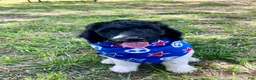 Standard Poodle dogs for sale: Standard Poodle 3 - Ad 4