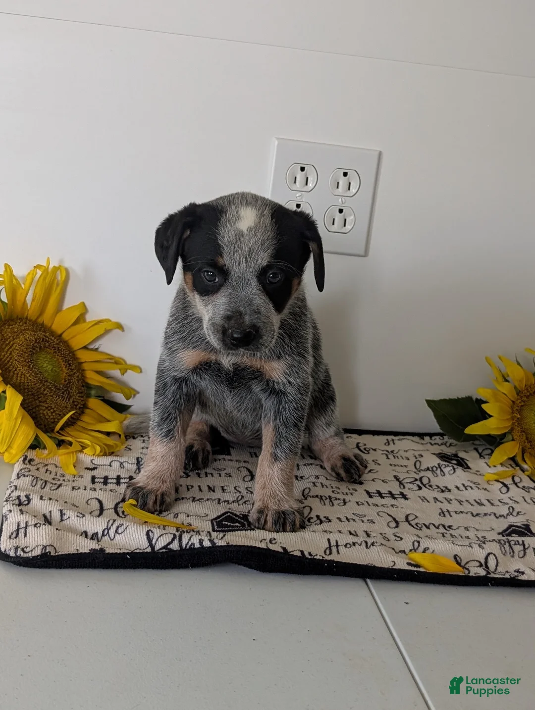 Australian Cattle Dog dogs for sale: Stella  - Ad 1