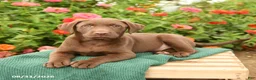 Labrador Retriever dogs for sale: Keegan - Ad 3