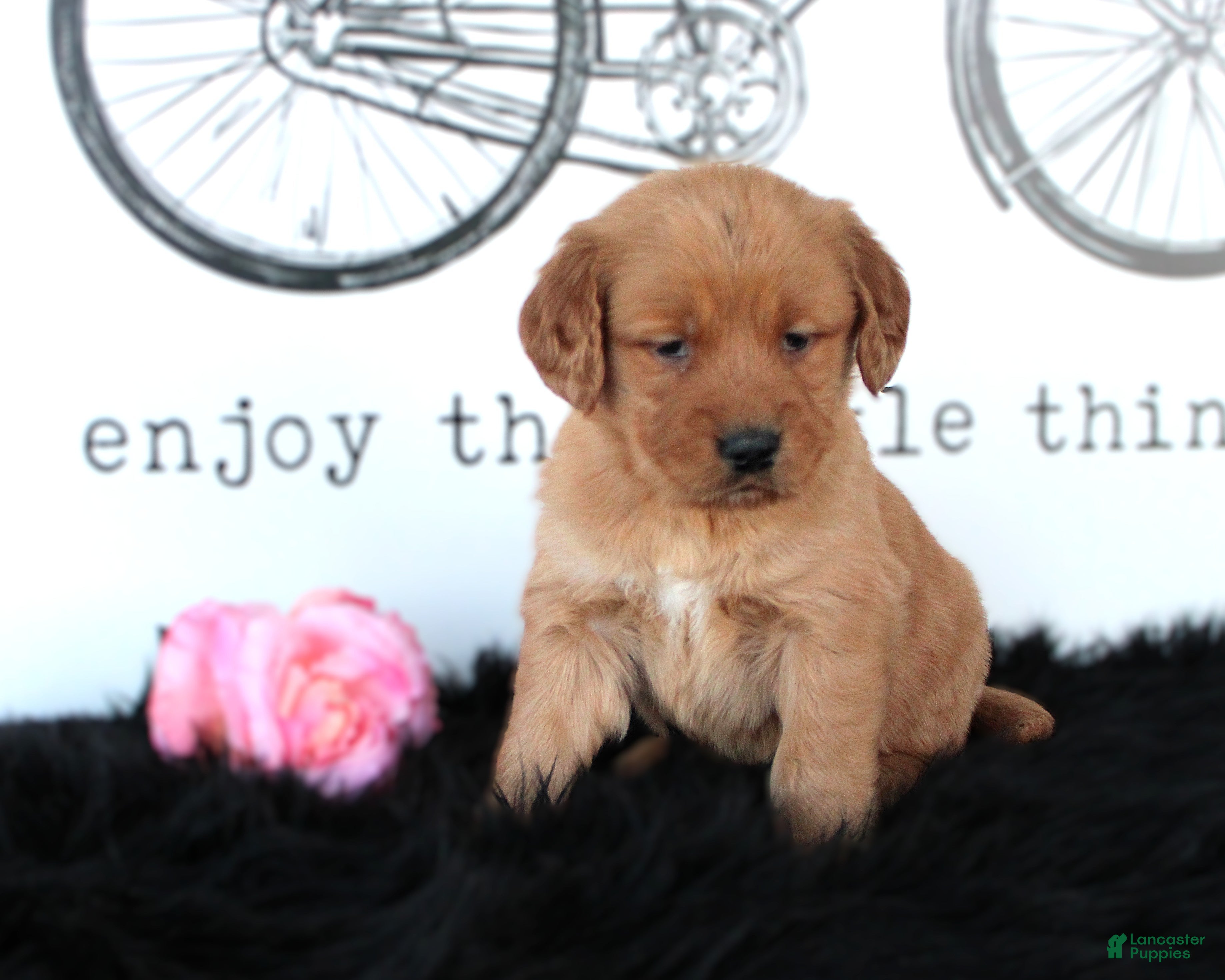 Golden Retriever dogs Tabby - Ad 1