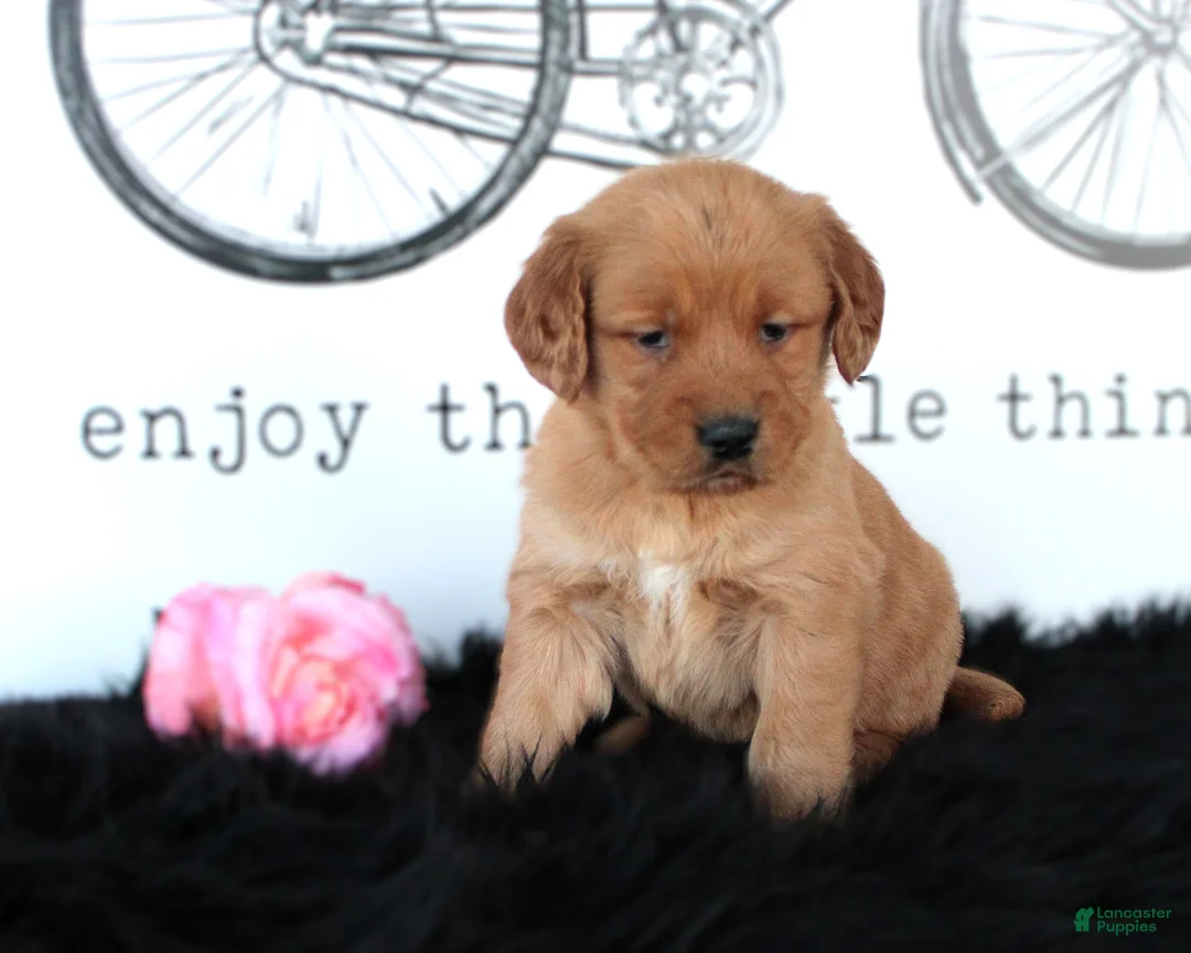 Golden Retriever dogs for sale: Tabby - Ad 1