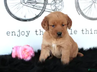 Golden Retriever dogs for sale: Tabby - Ad 3