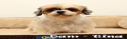 Malshi dogs for sale: Braxton - Ad 10
