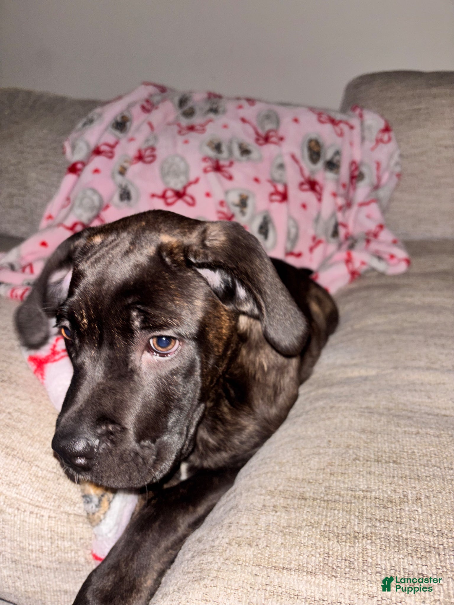 Cane Corso dogs Cane Corso Puppy 1 - Ad 4