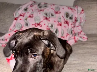 Cane Corso dogs Cane Corso Puppy 1 - Ad 4