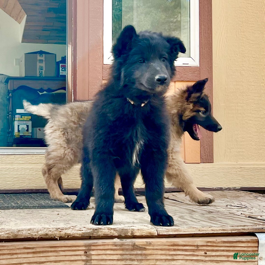Belgian Tervuren dogs for sale: Belgian Tervuren Puppy 2 - Ad 2