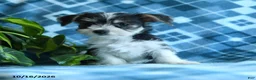Mixed Breed dogs for sale: Daisy - Ad 5