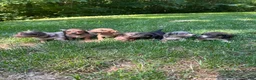 Dachshund dogs for sale: Female Four - Ad 7