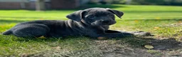 Cane Corso dogs for sale: Shane - Ad 3