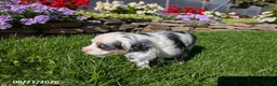 Cocker Spaniel dogs for sale: Anna - Ad 5