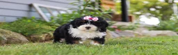 Mini Bernedoodle dogs for sale: Annie - Ad 5
