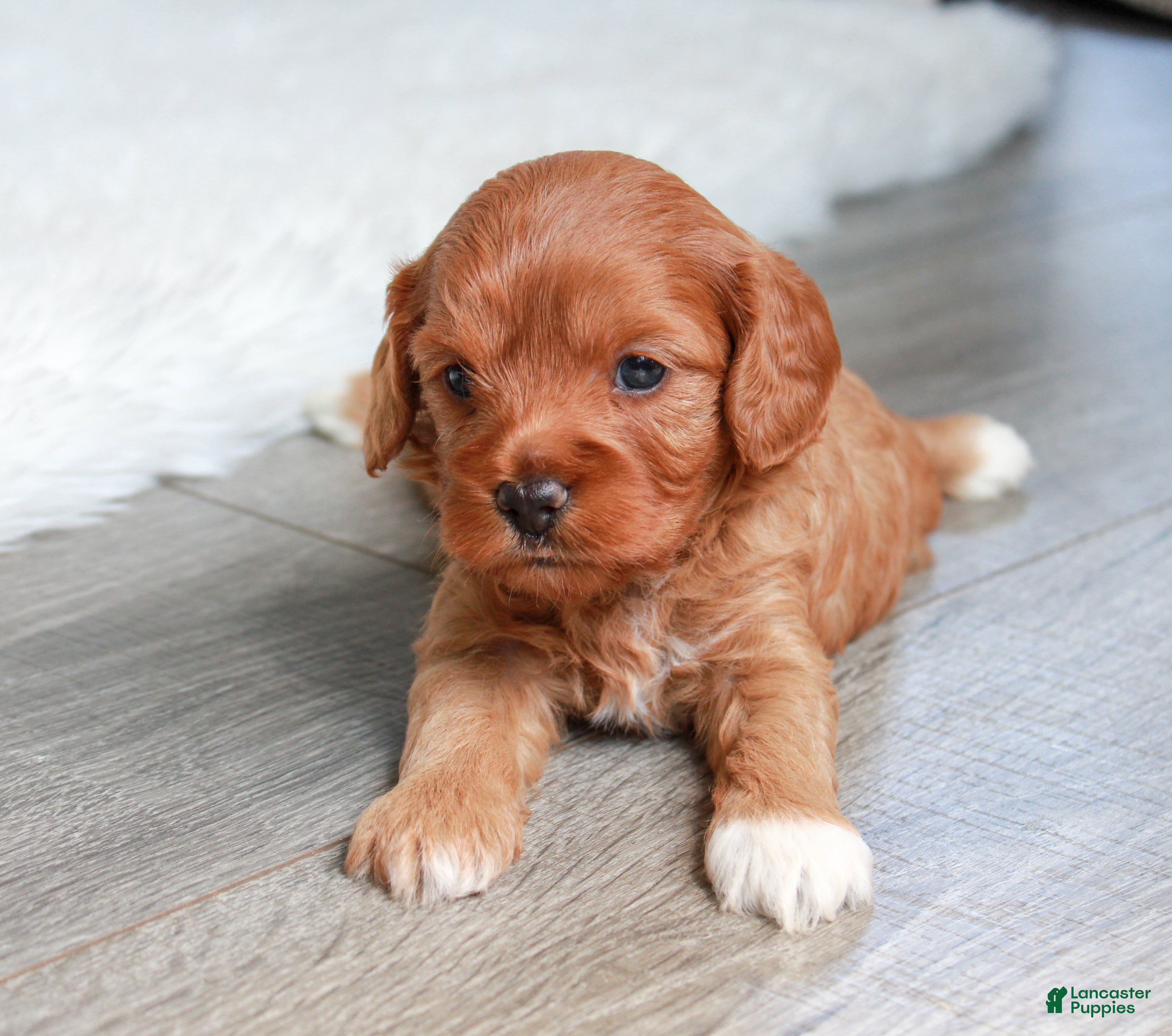 Cavapoo dogs Hollibee - Ad 2