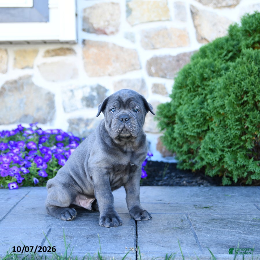 Cane Corso dogs Buck - Ad 2