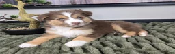 Miniature Australian Shepherd dogs for sale: Shelby - Ad 4