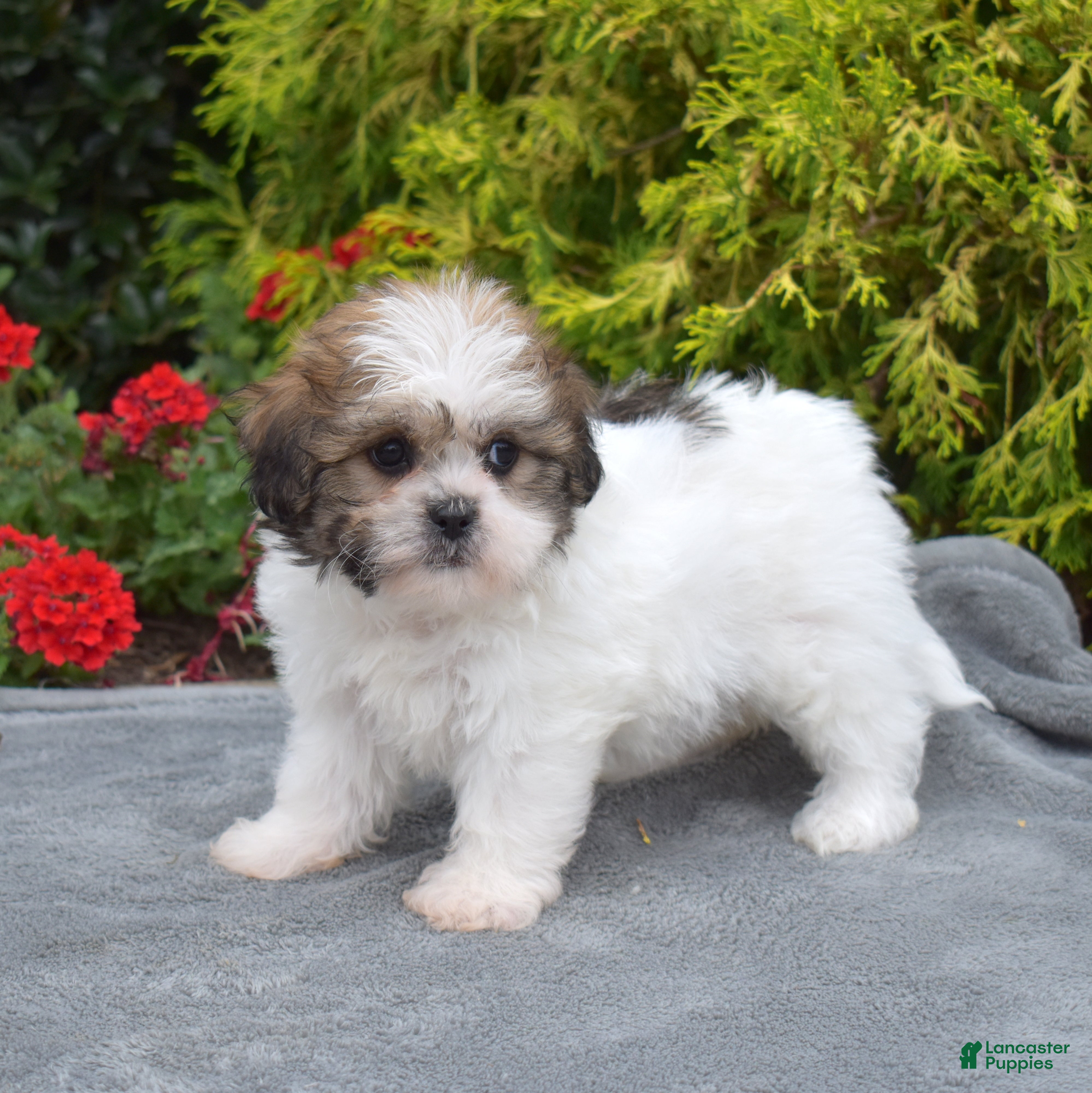 Teddy Bear dogs Cherry - Ad 2