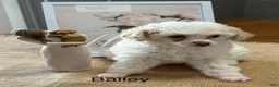 Miniature Poodle dogs for sale: Bailey - Ad 2