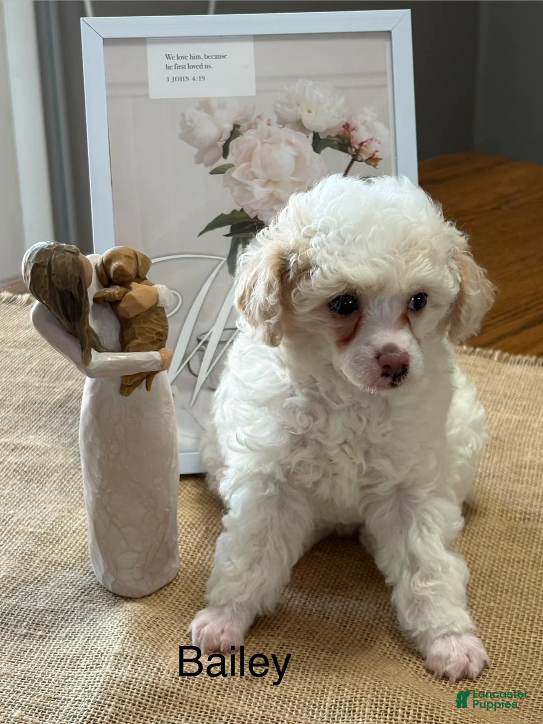 Miniature Poodle dogs for sale: Bailey - Ad 2