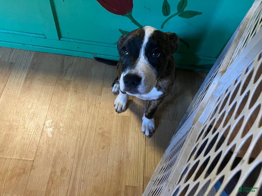 Mixed Breed dogs for sale: Pooh - Ad 7