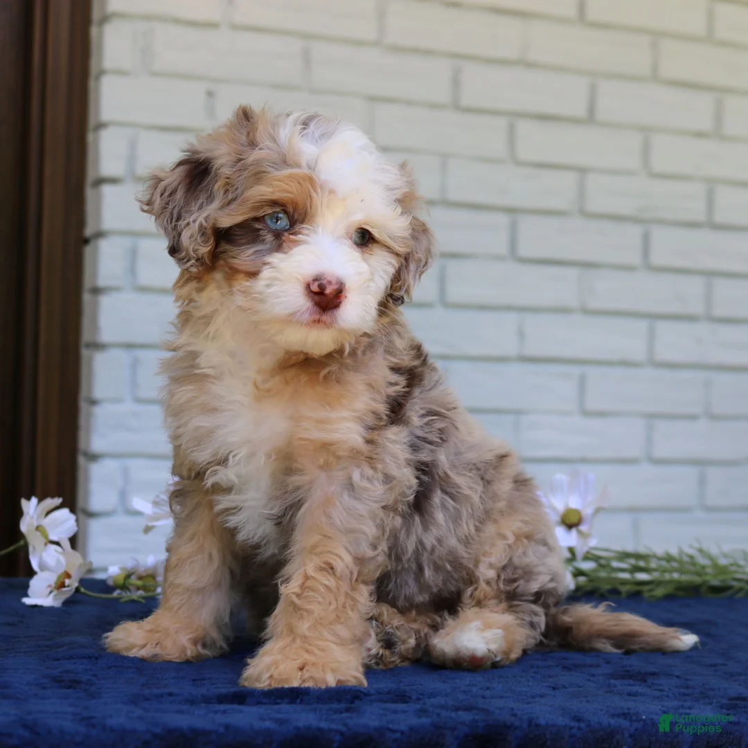 Mini Bernedoodle dogs for sale: Wendy  - Ad 2