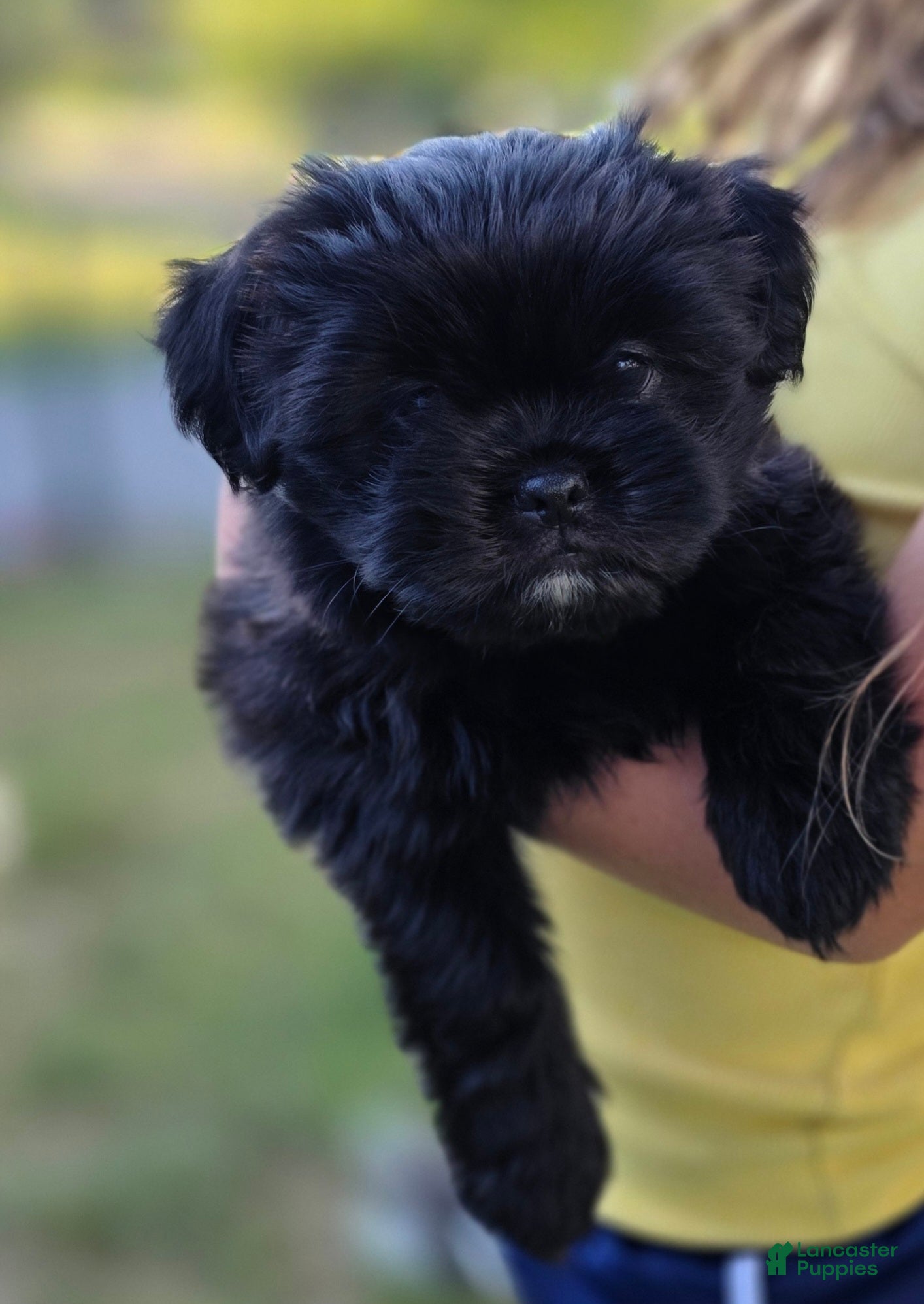 Mixed Breed dogs Andreanna - Ad 15
