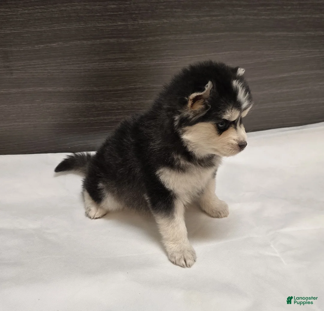 Pomsky dogs for sale: Nova - Ad 4