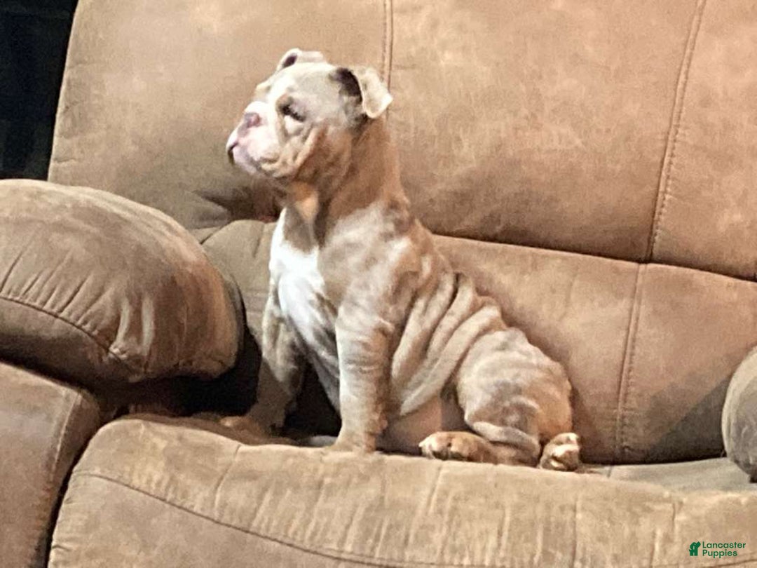 English Bulldog dogs for sale: Petunia - Ad 5