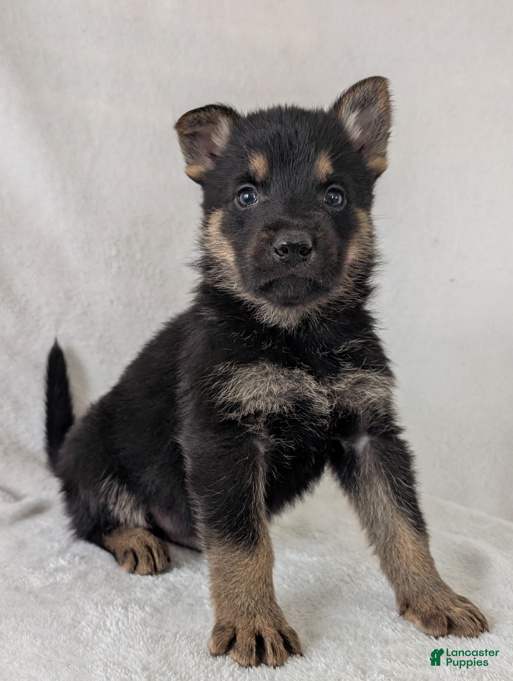 German Shepherd dogs Ryder  - Ad 2