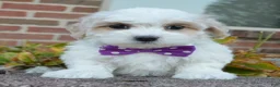 Maltipoo dogs for sale: Molly - Ad 9