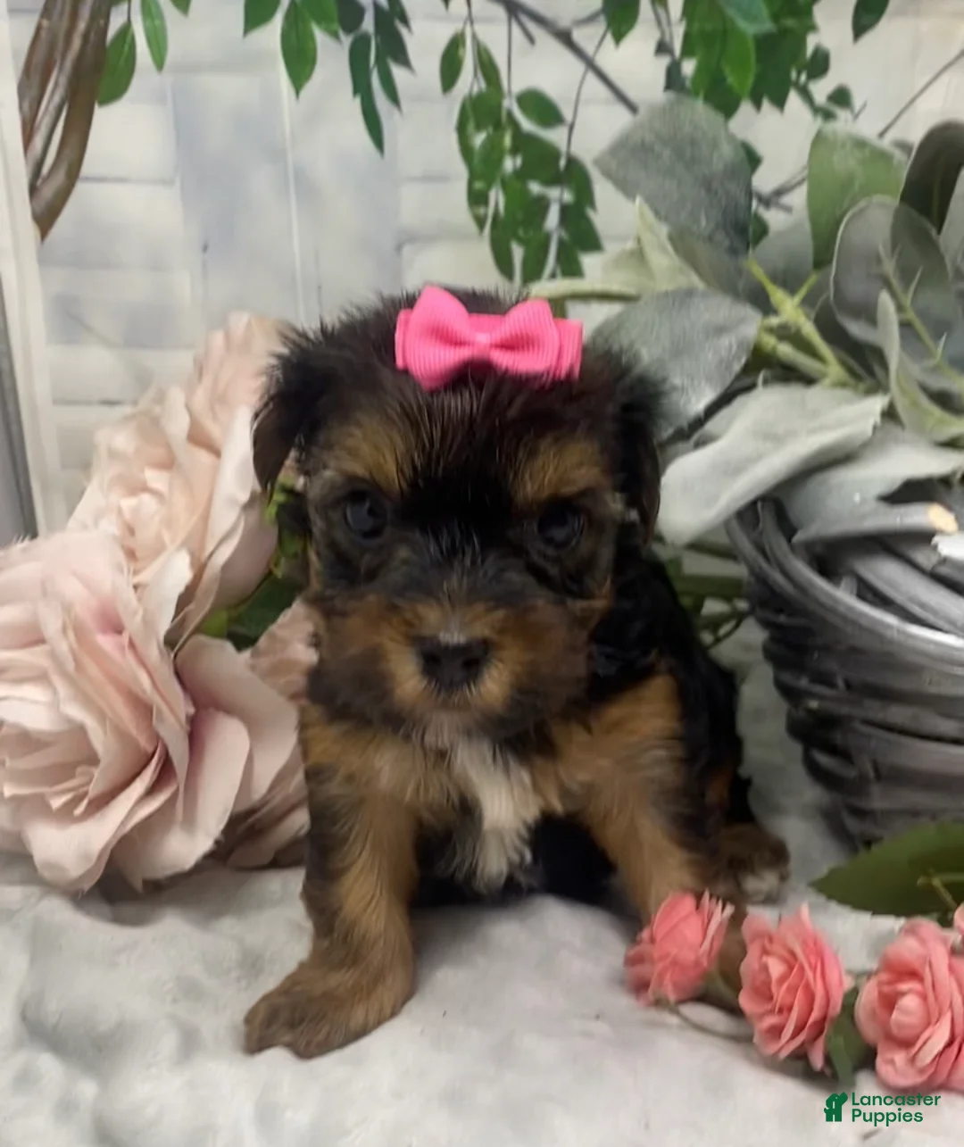 Shorkie dogs for sale: Milo - Ad 14