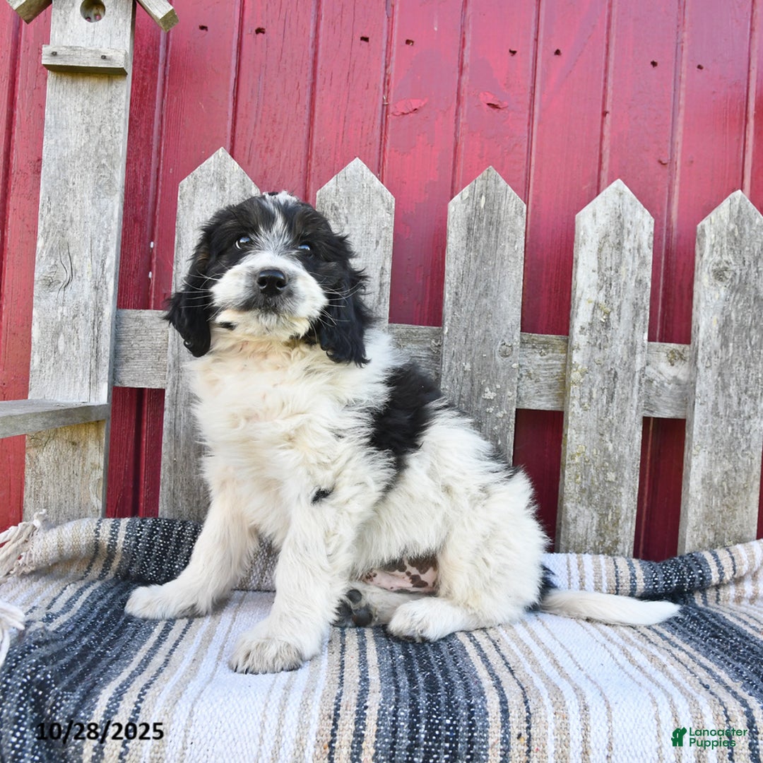 Bernedoodle dogs for sale: Max - Ad 10