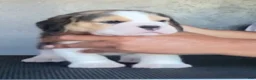 Beagle dogs for sale: Beagle 3 - Ad 2