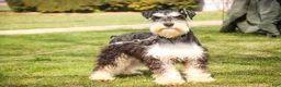 Miniature Schnauzer dogs for sale: Johann - Ad 7