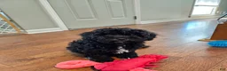 Havapoo dogs for sale: Charlie - Ad 13