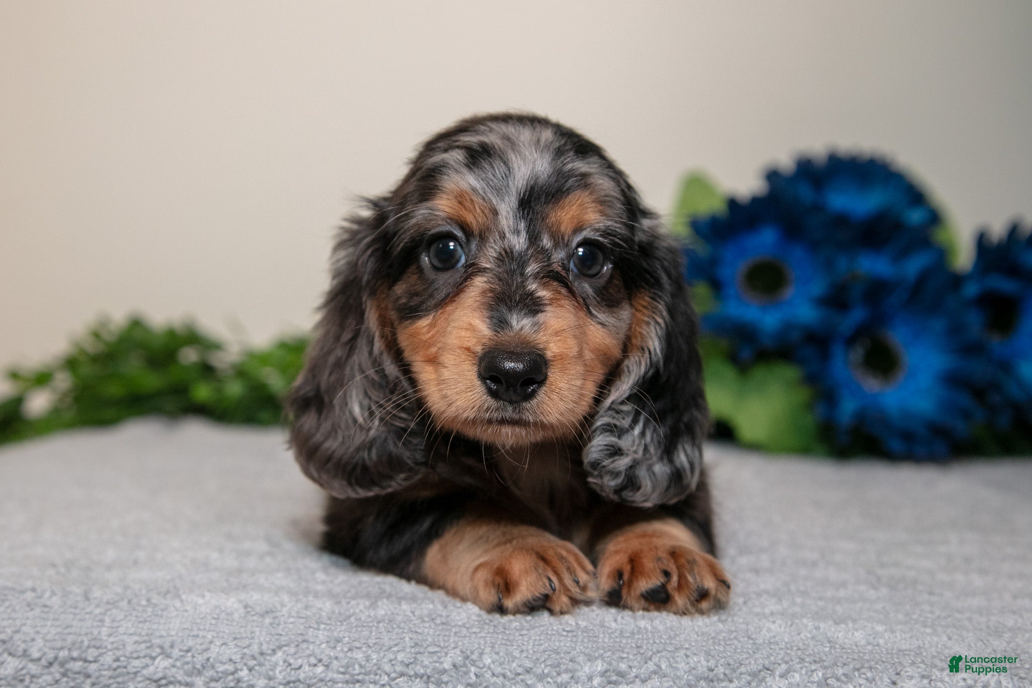 Miniature Dachshund dogs Star - Ad 1