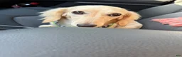 Miniature Dachshund dogs for sale: Teddy - Ad 30
