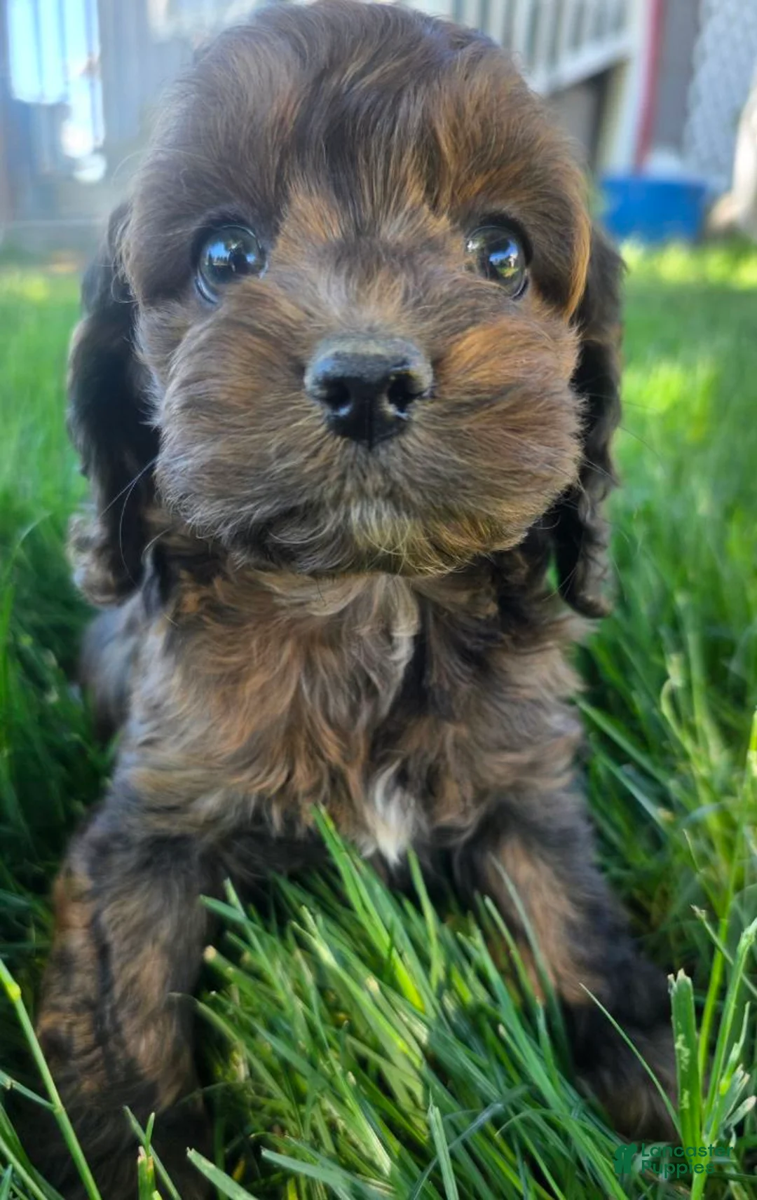 Cockapoo dogs for sale: Baby Girl #4 - Ad 1
