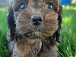 Cockapoo dogs Baby Girl #4 - Ad 12
