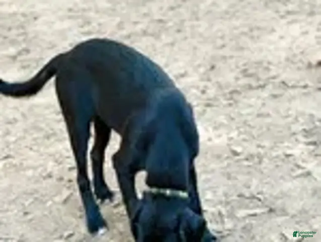 Mixed Breed dogs for sale: Clover - Ad 2
