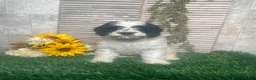 Mixed Breed dogs for sale: Phyllis - Ad 10